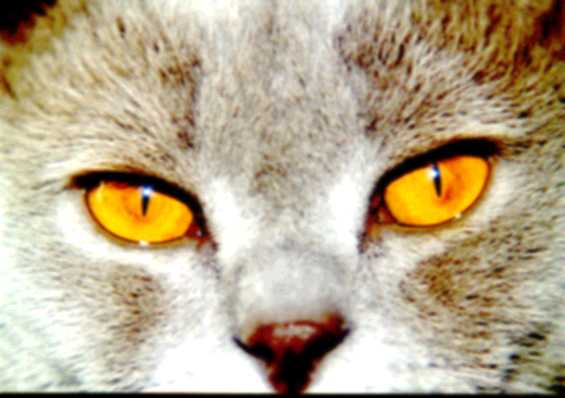Garfield